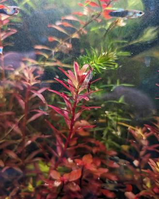 Rotala Blood Red