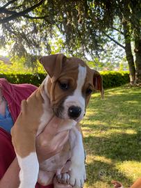 Amstaff cuccioli pedigree