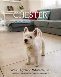 Cucciolo West Highland White Terrier