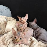 Splendide gattine Sphynx (canadian)