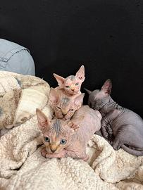 Splendide gattine Sphynx (canadian)