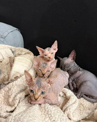 Splendide gattine Sphynx (canadian) NO PEDIGREE