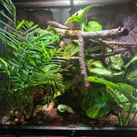 Terrario bioattivo 60x60 - Ideale per Gechi e Rane