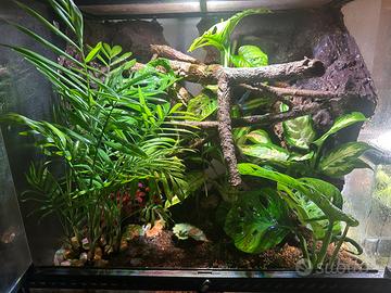 Terrario bioattivo 60x60 - Ideale per Gechi e Rane