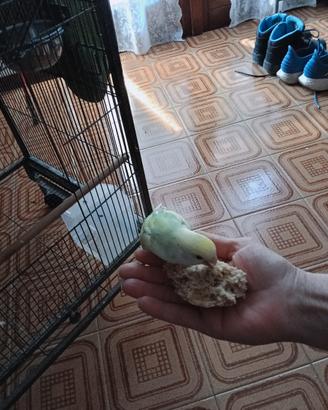 Inseparabili