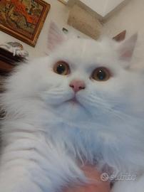 Gattina razza scottish