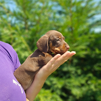 Cuccioli bassotto nano cioccolato pedigree ENCI