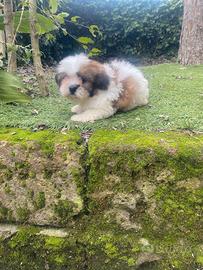 Shih Tzu cuccioli