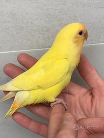 Pulli Inseparabili all.a mano