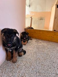 Pastore tedesco cuccioli