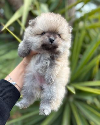 Pomerania spitz tedesco nano pedigree