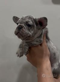 Cucciola Bulldog Francese Blu Merle