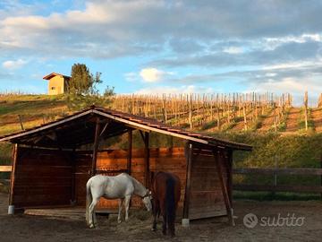 ranch cavalli