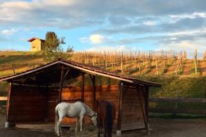 ranch cavalli