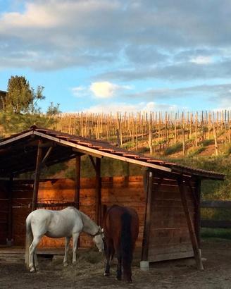 ranch cavalli