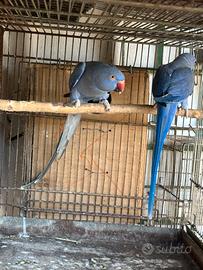 Parrocchetto dal collare