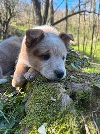 Cuccioli Australian Cattledog