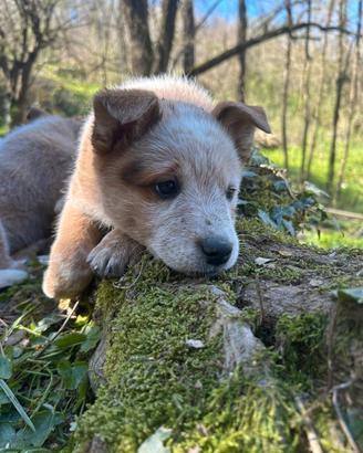 Cuccioli Australian Cattledog