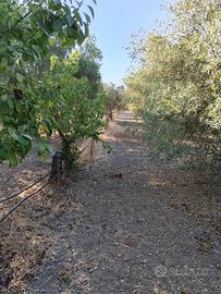 Terreno agricolo a San Gavino