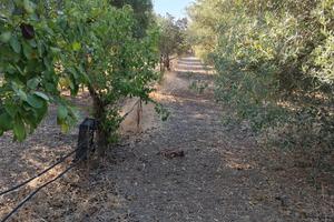 Terreno agricolo a San Gavino