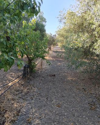Terreno agricolo a San Gavino