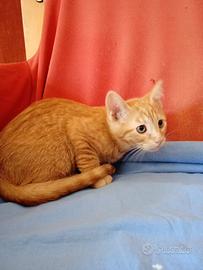 Dante gattino2 mesi