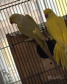 Coppia di collari più nido e gabbia