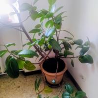 Ficus Robusta Elastica