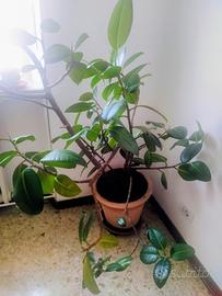 Ficus Robusta Elastica