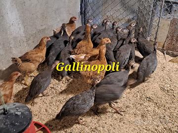Gallinacei da cortile vari