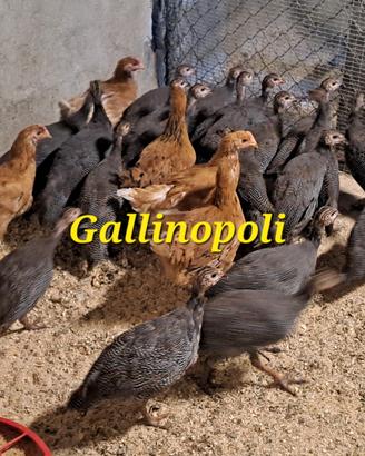 Gallinacei da cortile vari