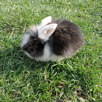 Coniglietti testa di leone, arieti e miniloop