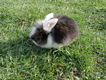 Coniglietti testa di leone, arieti e miniloop