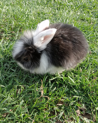 Coniglietti testa di leone e arieti