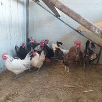 Gruppo di galline