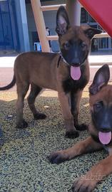 Maschietto Malinois 65 GG Carbonato