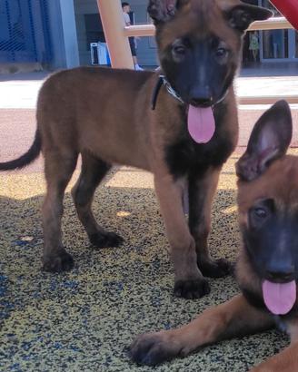Maschietto Malinois 65 GG Carbonato