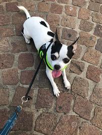 Cagnetto di piccola taglia in omaggio