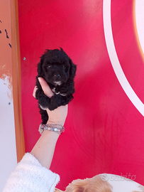 Barboncino Mini Toy Black and White