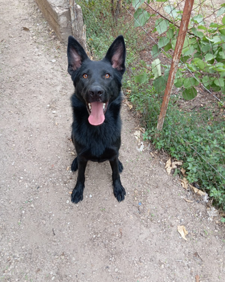 Pastore tedesco nero