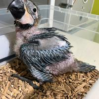 Pappagallo Ara Ararauna