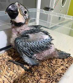 Pappagallo Ara Ararauna