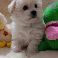Maltipoo mini toy già disponibile