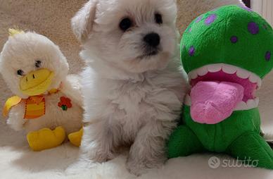 Maltipoo mini toy già disponibile