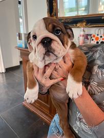 Cuoricini di bulldog inglese