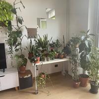 🌿 Collezione piante da appartamento 🌿