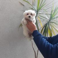 Cucciolo di maltese mini