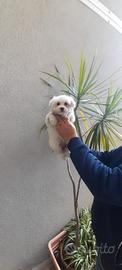 Cucciolo di maltese mini