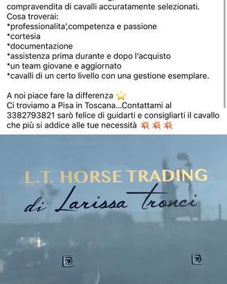 Cavallo