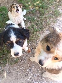 Cuccioli meticcio